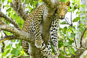 Ein Leopard hängt an einem Ast in einem Mopani-Baum.