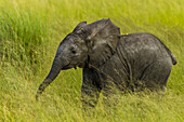 A baby elephant walking through bright green grass.