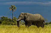 Side view of an African elephant and palm tree.