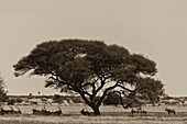 A group of oryx rest in the shad of an Acacia Tree.