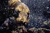 Close up of a Galapagos sea lion, underwater.