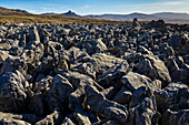 Steinläufe, Geologie, West Point Island, Falklandinseln