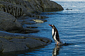 A gentoo penguin leaps from the sea to shore.