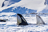 Two orca whales surface in pack ice hunting a distant leopard seal.