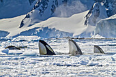 Drei Schwertwale jagen eine Seeleopardrobbe im Packeis.