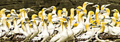 A flock of northern gannets huddle together in a rookery.