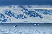 Ein Buckelwal beim Brechen in der Nähe von Cuverville Island, Antarktis.
