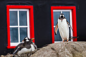 Gentoo Penguins on rocks in front of a building with red window frames in Port Lockroy at British Base A in Antarctica.