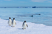 Adeliepinguine spazieren auf Packeis im Active Sound in der Nähe des Weddellmeeres in der Antarktis.