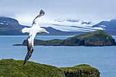 A Wandering Albatross in flight near Prion Island in South Georgia, Antarctica.