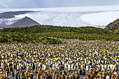 A nesting colony of King Penguins on the Salisbury Plains in South Georgia, Antarctica.