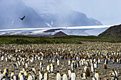 Eine Kolonie von Königspinguinen vor einem Gletscher in Südgeorgien, Antarktis.
