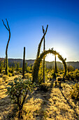 Boojum-Bäume, Fouquieria columnaris, im Fauna- und Flora-Schutzgebiet Valle de Los Cirios auf der Halbinsel Baja.