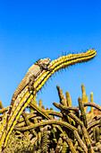 San Esteban Stachelschwanzleguan, Ctenosaura conspicuosa, wärmt sich an einem galoppierenden Kaktus.