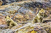 Schlittenhunde im Inuit-Dorf Tiniteqikaq.