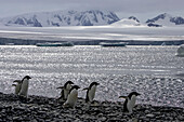 A group of Adelie penguins, Pygoscelis adeliae, stroll along a shore.