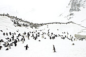 Chinstrap penguin, Pygoscelis antarctica, nest colony in a snowstorm.