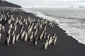 Chinstrap penguins, Pygoscelis antarctica, on black volcanic sand.