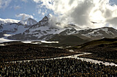 Königspinguin, Aptenodytes patagonica, Schlafplatz und entfernte Berge.