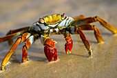 A sally lightfoot crab crawls along the sandy shore.