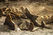 Steller sea lions resting at a haul out or rookery.