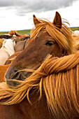 A group of Icelandic horses, Equus scandinavicus.