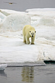 Ein Eisbär, Ursus maritimus, auf Packeis, nähert sich dem Wasser.