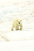 Ein Eisbär, Ursus maritimus, läuft über Packeis.