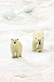 A polar bear, Ursus maritimus, and her cub walking across pack ice.