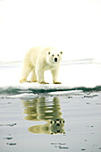 A polar bear hunting along the pack ice.