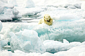 Ein Eisbär ruht sich auf einer Eisscholle aus.