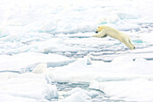 Ein Eisbär springt zwischen Eisschollen.