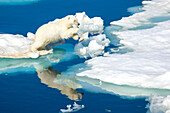 Eisbär, Ursus maritimus, auf dem Packeis am Rande des Wassers.