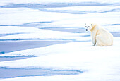 A polar bear sits on the pack ice.