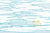 A polar bear walks on pack ice.