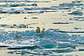 Three polar bears climbing on Arctic Ice.