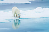 A polar bear peers into a pool of water from pack ice.