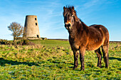 Portrait eines Exmoor-Ponys (Equus ferus caballus) auf einem Feld mit einer alten Steinmühle im Hintergrund in Cleadon; South Shields, Tyne and Wear, England