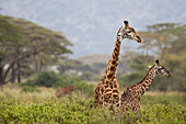 Giraffe in Ngorongoro Crater.