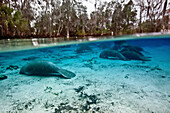West Indian manatees rest in protected shallow waters.