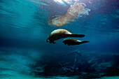Two West Indian Manatees swim together in Crystal River.