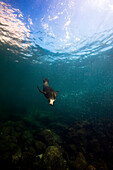 A sea lion just under the surface of the water.