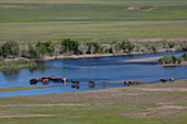 Pferde überqueren einen Fluss in der mongolischen Steppe.
