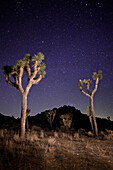 Joshua Trees stehen unter einem Sternenhimmel.