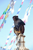 Ein Rhesusaffen-Affe, Macaca mulatta, sitzt auf einer heiligen Stupa.
