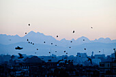 Vögel fliegen bei Sonnenaufgang mit dem Himal Ganesh als Kulisse.