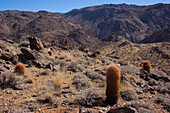 Barrel cacti in Joshua Tree National Park.