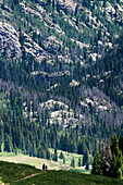 A family hikes along a singletrack in the Colorado mountains.