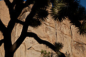 A climber ascends a route called Double Cross in Joshua Tree National Park.