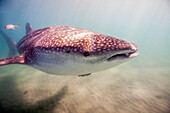 A whale shark in shallow waters.
